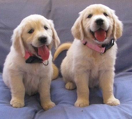 Amistosos cachorros golden retriever de 3 meses listos para comprar a precio asequible