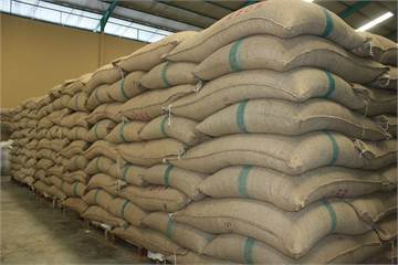 Germany, Italy, Netherlands, USA, Australia, Canada, Turkey, Dubai, UAE, Oman coffee Beans exporters