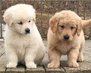 Golden retriever cachorro hembra de 4 meses en venta (precio asequible)