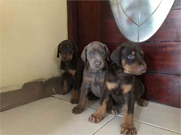 Cachorros Doberman a la venta!
