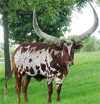 Buy Ankole Cattle, Ankole Cattles Suppliers in South Africa +27631501216