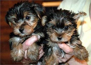 "Cachorros Yorkshire Buscan Familia Amorosa - Adopción Gratuita"