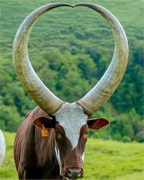 Livestock Trade | Ankole Breed For Sale | Ankole cattle in South Africa for Sale +27631501216