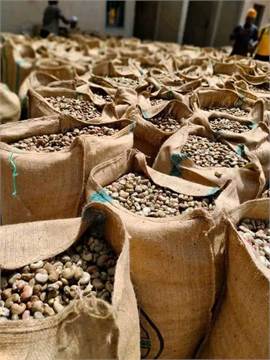 WE EXPORT BOTH ARABIC COFFEE AND ROBUSTA COFFEE BEANS AT HIGHLY AFFORDABLE PRICES +27631501216 BUY 