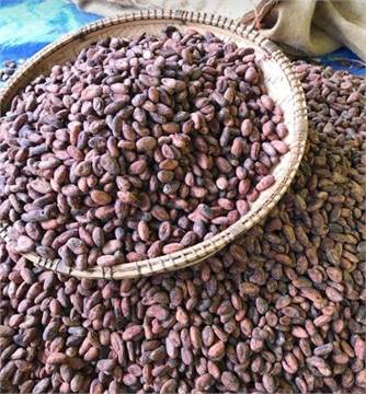 American Cocoa Bean Exporters and Importer Near Me worldwide +27631501216 Conglomerate Global Pty Lt