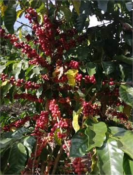 Uganda Coffee Exporters, Buyers and Distributors | Roasted Arabica coffee beans for exporting +27631