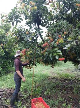 EN VENTA BONITA FINCA DOBLE PROPÓSITO COSTA RICA