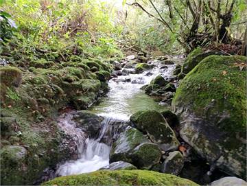 Vendo Terreno, Una (1) Hectárea (10.000 M/2.).(D.P) Nance Bonito, Potrerillos Abajo, Chiriquí.