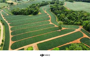 EN VENTA FINCA PRODUCTORA DE PIÑA COSTA RICA