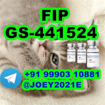  GS-441524 cat Fip Feline Infectious Peritonitis